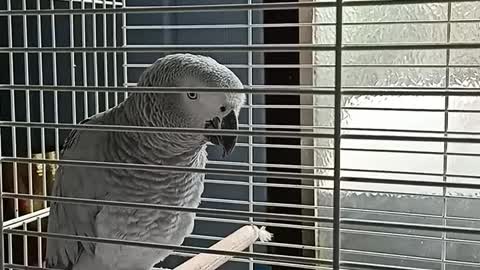 Parrot Ardito very curious while I'm talking to him