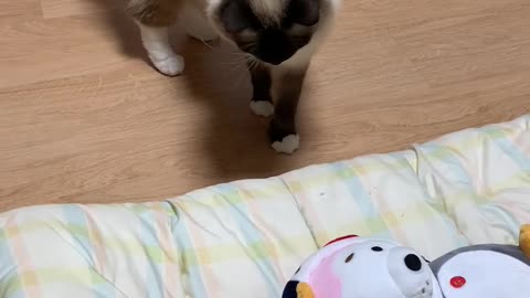 Cat plays toy