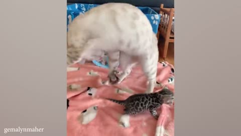 FUNNY _cats_funny_video