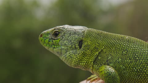 Lizard, Portrait of green headed agama lizard. Rwanda Africa. Stable footage. Closeup.