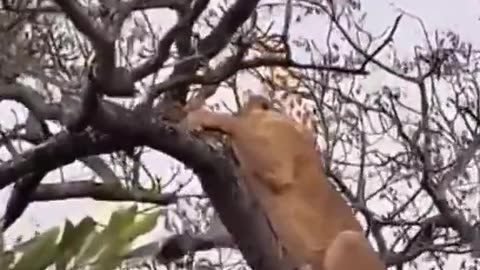 Lion and leapord fighting for the prey