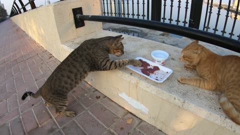 MICHAEL JACKSON & ED SHEERAN - Homeless cats in Ras Al Khaimah, UAE #cat #EdSheeran #MichaelJackson