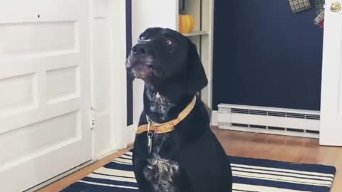 Cross eyed black dog sitting on blue and white rug barking and howling