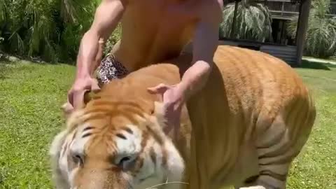 Ear rubs 🐯