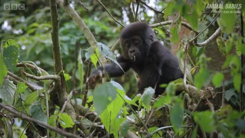 Baby Gorilla Survives a Fall | Animal Babies: First Year On Earth | BBC Earth