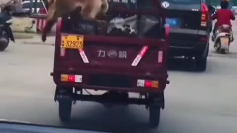 Dog is having fun as truck is more faster