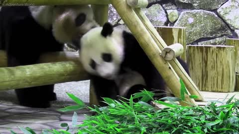 Adorable Giant Panda Cub Rolls Around While Playing With Its Mum In Japanese Zoo