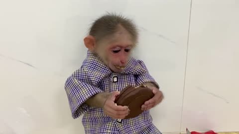 Cute Bibi Monkey