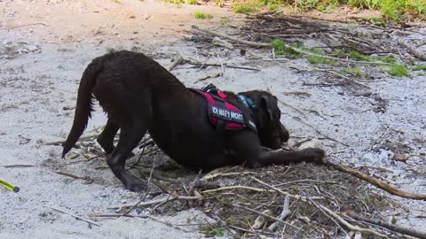 Brave Dog swimming