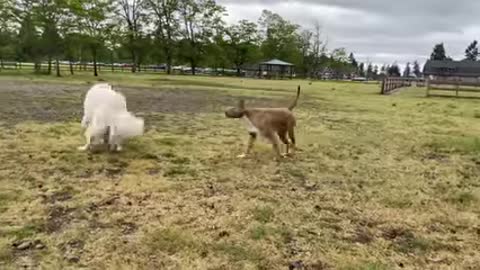 German shepherd Attacks a Pitbull