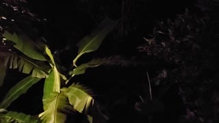 Thailand jungle night sounds