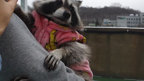 Raccoon refuse to have a snowball fight with his sister.