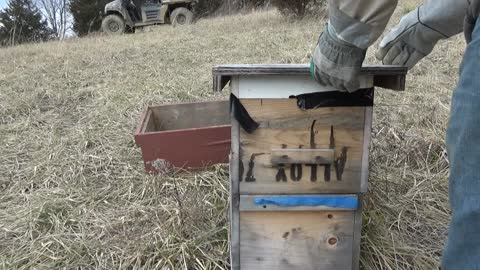 Feeding pollen patties to my honeybees!