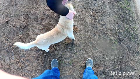 Feeding two stray cats and two dogs who remember us