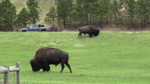 Rocken and Rollen Bison