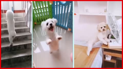 Try Not To Laugh At This Ultimate Funny Dog Video | Funny Pet Videos