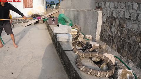 Terrible, the world's largest and most venomous snake - king cobra | people's obsession