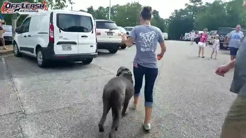 1 Year Old Cane Corso "Kronos" Before/After Video | Georgia Dog Trainers