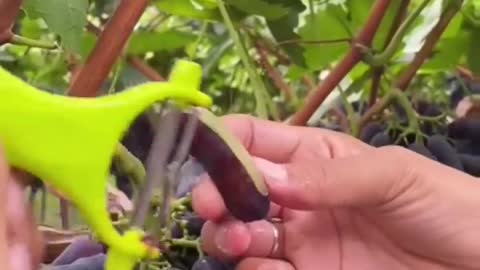 Black grapes farming