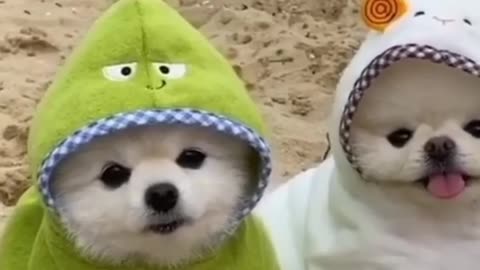 Two funny dogs sitting on beach