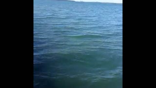 Fisherman Gets Tired Chasing Big Fish