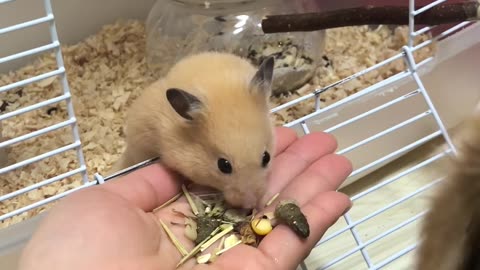 Hamster Shares Snacks With Dog