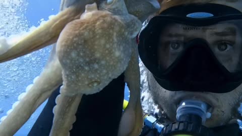 Friendly Octopus Climbs On Diver