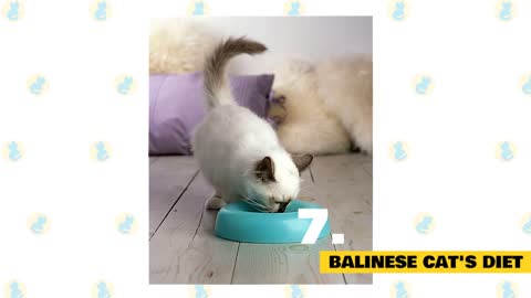 Balinese Cats Fun Facts & Myths