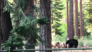 Brown and Black Bears at Play