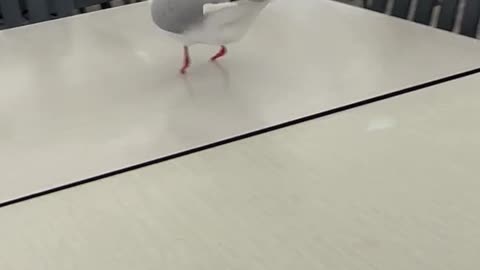 Footless Seagull