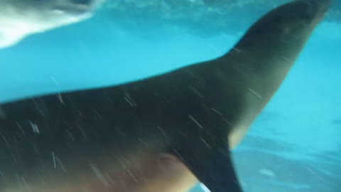 SEA LION PLAYING IN THE WATER