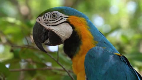 A beautiful colored parrot