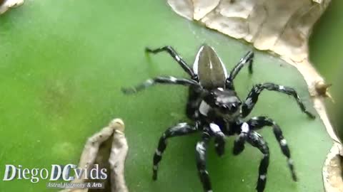 Big black Jumping spider (Phiale tristis) Aranha Saltadora 4k 60fps