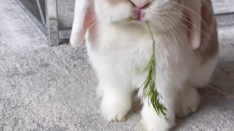 Some bunny asmr to brighten your Monday 🐰💜