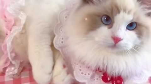 Aww cute cat videos funny Vol5❤️ Cat Cash Compilation chines💚 Tiktok Cat Meow #cat #shorts