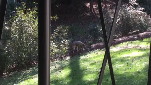 Rottie VS Coyote-WELL-BEHAVED DOG TRAINING COURSE IS HERE!!