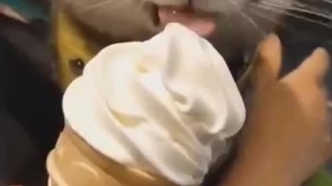 Cat Eats Ice Cream FOR THE FIRST TIME!! Her Reaction Is Very CUTEEE