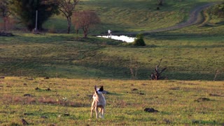 Dog Pasture Finds His Natural Life