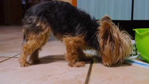 Long hairy beautiful doggy