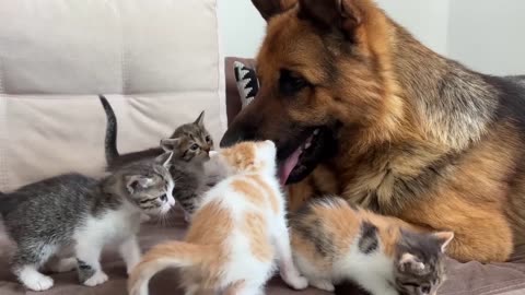 German Shepherd Attacked by Cute Tiny Kittens,cats and dog