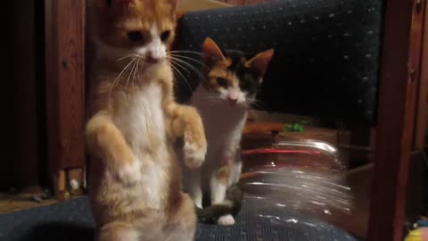 Adorable cat plays with jingle bells