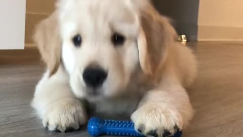 Would you be my bestie? 🫶🏻🥺 #puppiesoftiktok #goldenretriever #cutedogsoftiktok