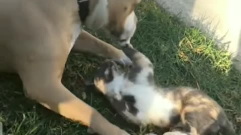 A pit bull dog 🐶 play whit his cat 🙀 friend