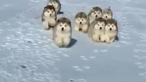 Alaskan_Malamute_puppies_first_time_playing_and_running_in_the_snow_|_#shorts_#malamute_#puppy