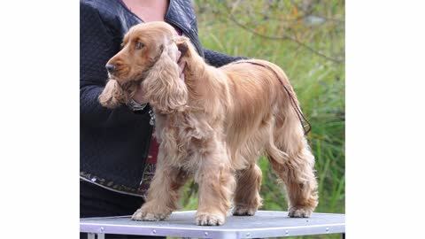 Como treinar seu cão da raça cocker spaniel