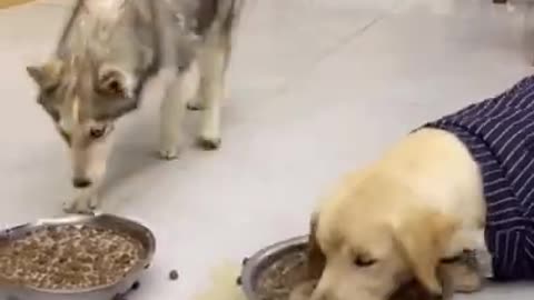 two cute funny dogs reactions