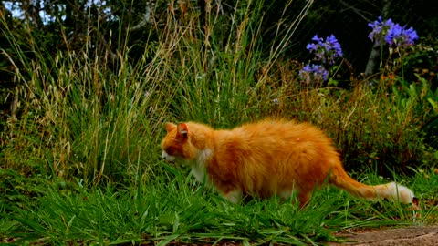 Cat eats grass too watch this video