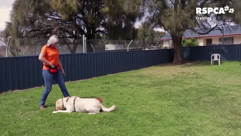 DOG TRAINING FOR SIT & DROP POSITION