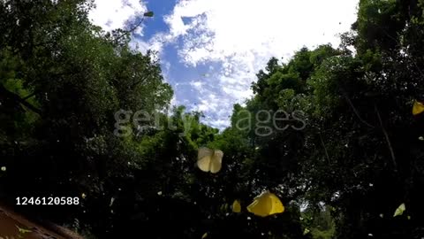 butterfly flying slow motion