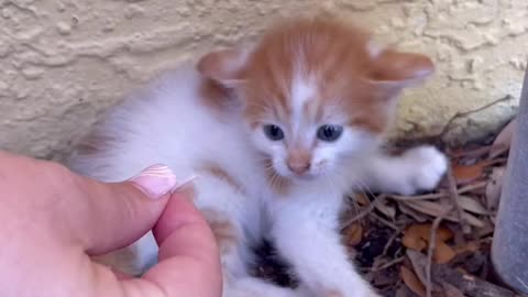 Cat little cat baby found in our backyard